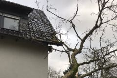 Problembaum beschädigt Dach, Baumfällung, Gefahrbaumbeseitigung, Häcksler, Kaminholz, Motorsäge